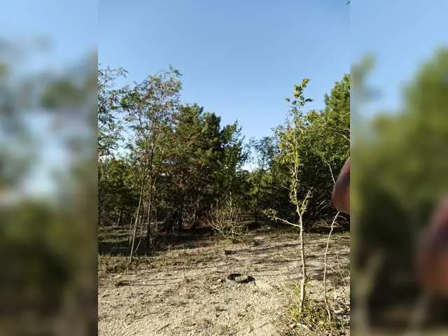 LoraDevine – webcam model profile photo Image 10