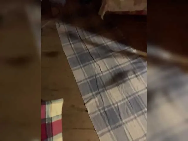 Scarlettsteelexo – webcam model profile photo Image 9