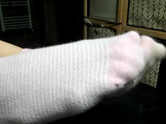 SofiaSins – webcam model profile photo Image 10