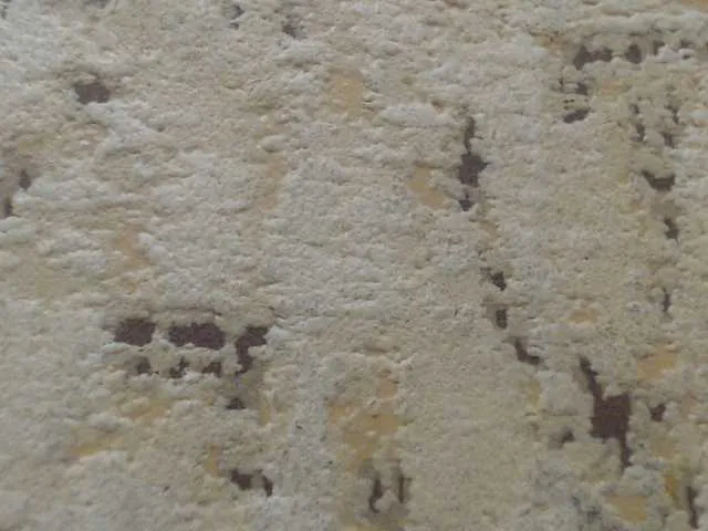 SusyBlair – webcam model profile photo Image 14